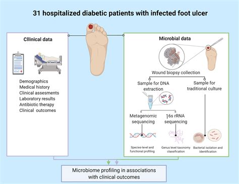 Frontiers | Microbiome Characterization of Infected Diabetic Foot ...