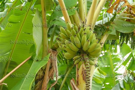 Images Musa Acuminata 'Dwarf Cavendish' - Images of Plants and Gardens ...