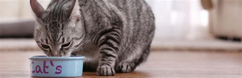 Best Vitamins For Cats (Review & Guide) 2019