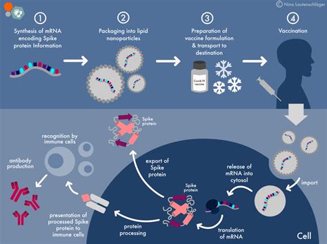 mRNA Covid-19 vaccines: Facts vs Fiction | Max Planck PhDnet