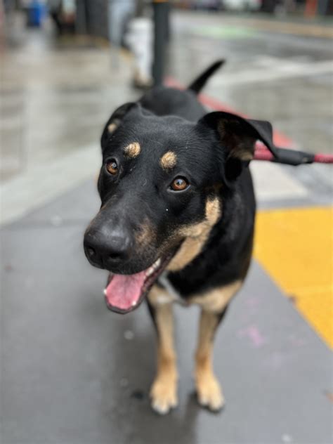 Dog of the Day: Maeby the German Shepherd Labrador Retriever Mix | The Dogs of San Francisco