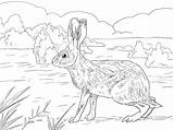 Rabbit Coloring Page sketch template