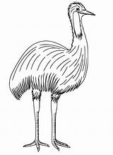 Emu Coloring Pages  Free Printable For Kids sketch template