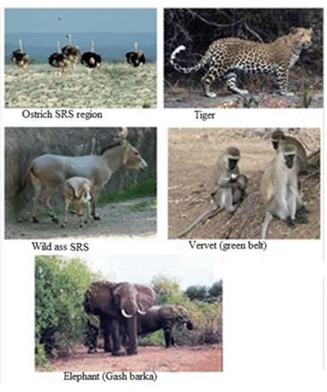 15 wildlife resources in Eritrea | Download Scientific Diagram