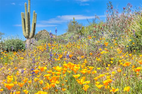 Desert Bloom in Palm Springs