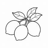 Lemon coloring pages For Kids 50118998 Vector Art At Vecteezy sketch template