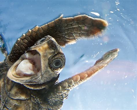 13 Ocean Animals That Know How To #StayWeird