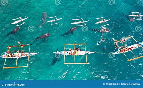 Oslob Whale Shark Watching In Philippines, Cebu Island Royalty-Free Stock Photography ...