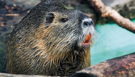 Nutria (15 Pics): Care, Pros and Cons