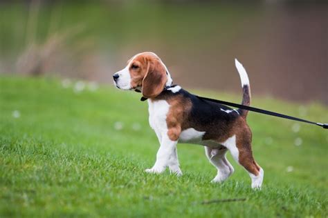 Beagle Weight and Growth Chart