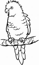 Parrots coloring pages To Download And Print For Free sketch template