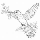 Hummingbird Color Sheets Free And Printable sketch template