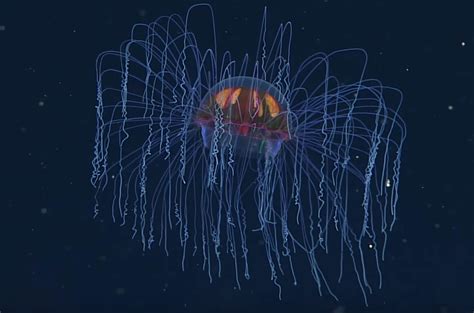 jellyfish | Colossal