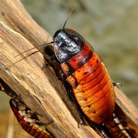 Types of Cockroaches: How to Identify Cockroach Species