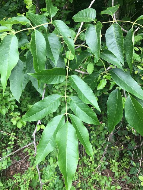 Green Ash | Glen Arboretum