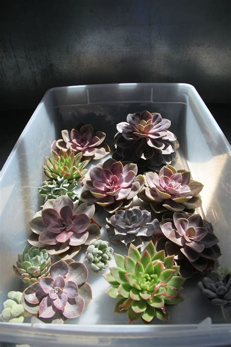 Rooting Cut Succulents - The Martha Stewart Blog