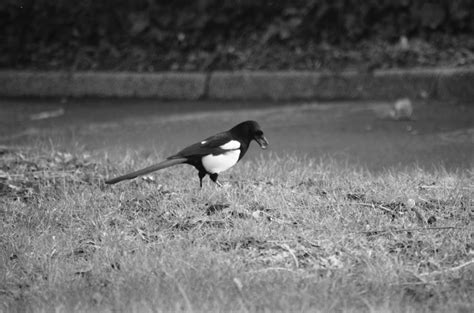 Magpie During His Meal Free Stock Photo - Public Domain Pictures