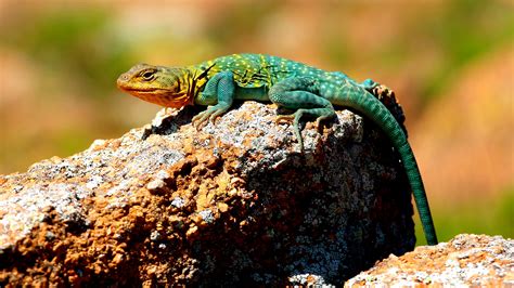 Colorful Collard lizard of Oklahoma. | Lizard, Hd backgrounds, Pet birds