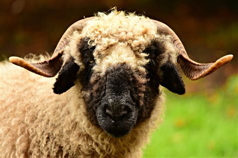 20 Curly Haired Sheep Breeds (List and Pictures) – Fauna Facts