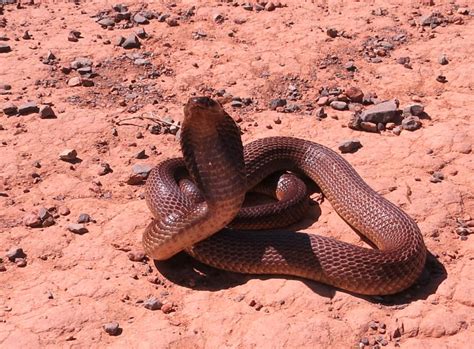 Cobra Cannibalism Happens Regularly, New Study Reveals [VIDEO]