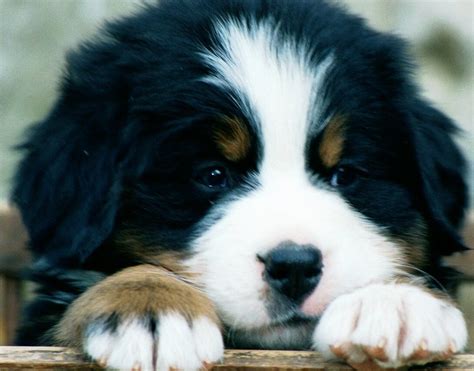 Bernese Mountain Dog Breed Guide - Learn about the Bernese Mountain Dog.