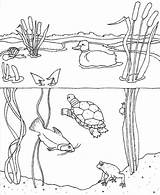Pond Animals Coloring Pages At GetColoringscom  Free Printable sketch template