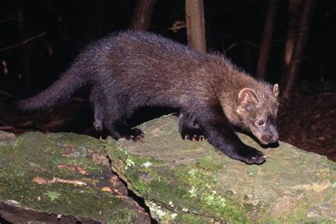 Facts About Fishers In The Adirondacks - NetViet Review