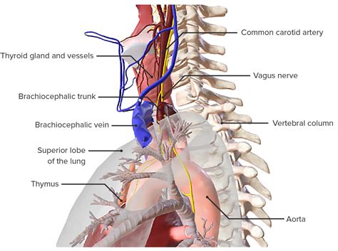 Tráquea: Anatomía | Concise Medical Knowledge