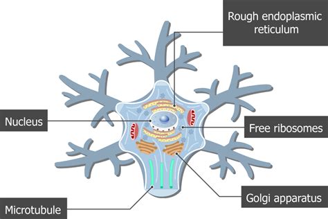 Discover more than 155 nerve cell drawing - vietkidsiq.edu.vn