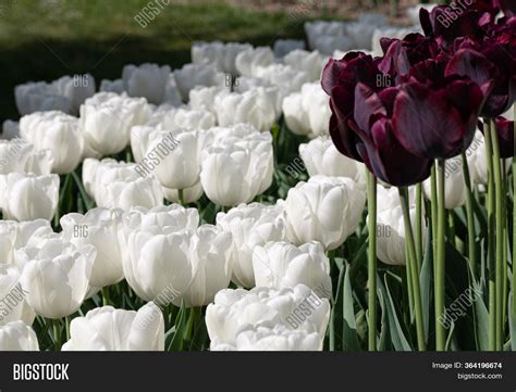 White. Tulips. Nature Image & Photo (Free Trial) | Bigstock