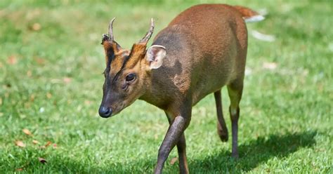 Reeves Muntjac Facts & Information | Muntiacus Reevesi - World Deer