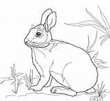 12  Realistic Rabbit Coloring Pages sketch template