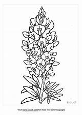 22  Bluebonnet Coloring Page ElidghKarim sketch template