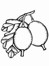 Two Gooseberries coloring Page  Free Printable Coloring Pages sketch template