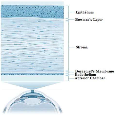 Corneal layers from anterior to posterior layer [21]. | Download ...