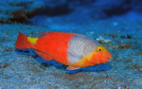 Top 8 Exciting Fish of the Aegean Sea you can see while snorkeling