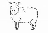 Free Printable Sheep Coloring Pages For Kids sketch template
