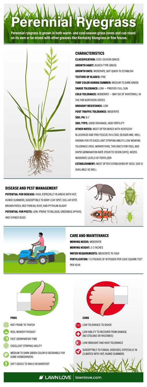 Perennial Ryegrass: How to Grow and Care for It