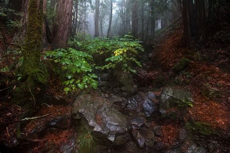 California rain forest | Smithsonian Photo Contest | Smithsonian Magazine