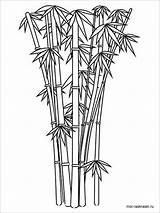 Bamboo Coloring Page  TreyqiMckay sketch template
