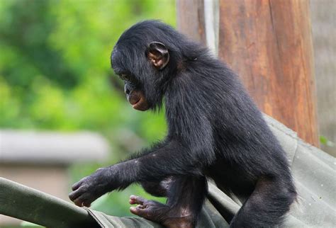 Baby Bonobo Photograph by Dan Sproul