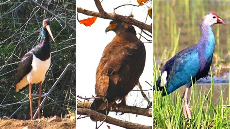 15 Most Beautiful Birds in India for Birdwatchers | WildlifeZones