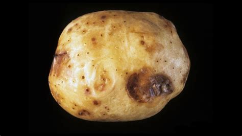 Why Some of the Most Dangerous Potato Diseases are Successful - Growing ...