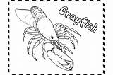 Crayfish In Sea Coloring Pages Graphic By MyCreativeLife · Creative Fabrica sketch template