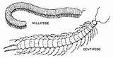 Millipede Diagram Labeled Sketch Coloring Page sketch template