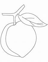 Peach fruit coloring Pages  Download Free sketch template