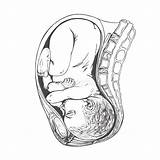 Uterus Coloring Pages sketch template