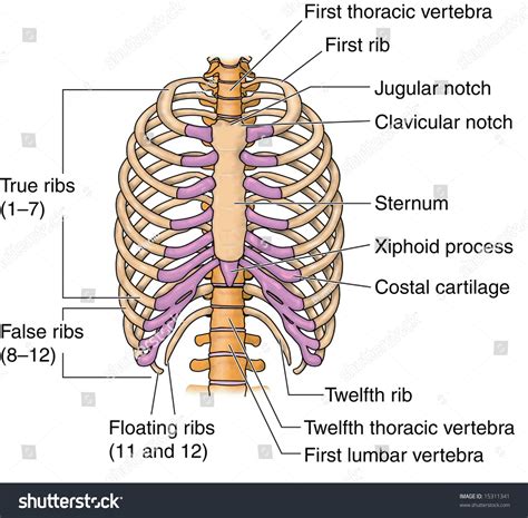 Human Rib Bones Labeled Stock Illustration 15311341 | Shutterstock