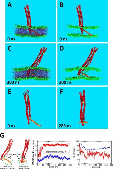 (A−F) Initial and final simulation snapshots of the fully solvated... | Download Scientific Diagram