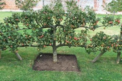 Fruit Trees Need Guilds & Why You Must Know: Lovely, below, excepting why is the guild… # ...